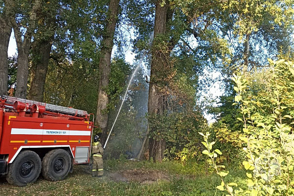 Огнеборцы спасали от огня дерево в Фурмановском районе